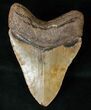Megalodon Tooth - North Carolina #15680-2